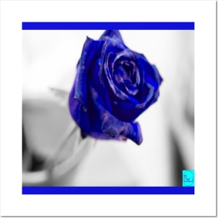 blue rose Posters and Art